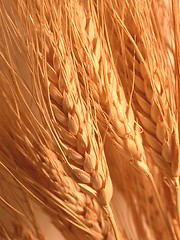 Image showing Wheat