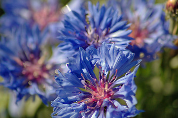 Image showing Blue Corn Flower