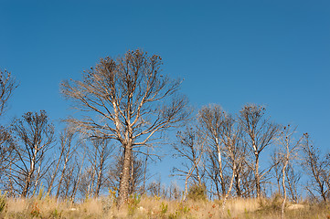 Image showing Blackened forest