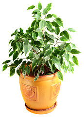 Image showing Ficus in a flowerpot