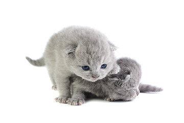 Image showing Little kittens