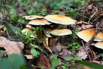Image showing Some mushrooms