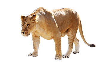Image showing Lioness stands