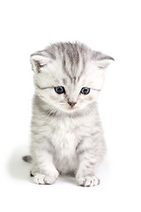 Image showing Little kitten sitting