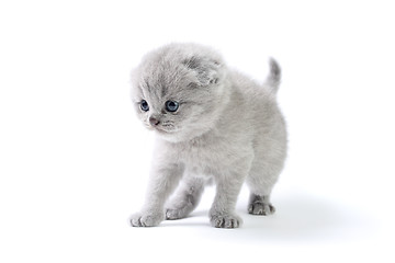 Image showing Little kitten