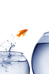 Image showing goldfish jumping out of the water 