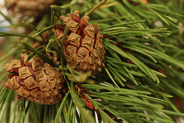 Image showing Pine Cones And Branches