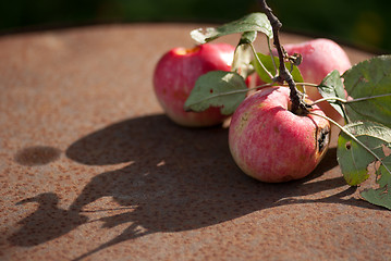 Image showing wormy apples on the rusty sheet