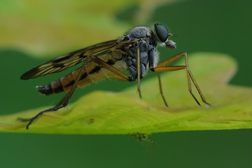 Image showing Robber fly