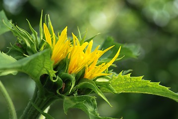 Image showing young sunflower