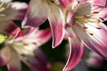 Image showing Pink lily