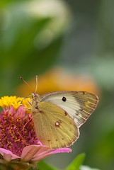 Image showing cabbage butterfly