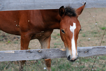 Image showing Chestnut Horse Looks out from Enclosure