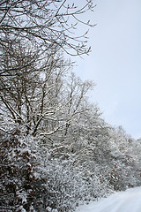 Image showing Winter-Landscape