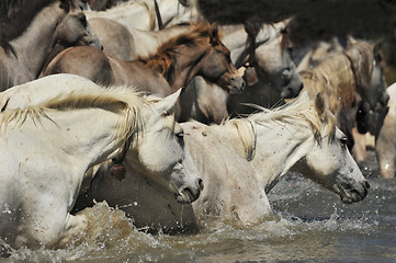 Image showing herd of Camargue horses