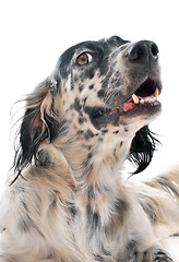 Image showing english setter