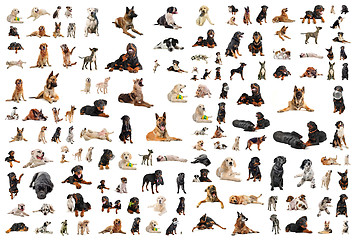 Image showing dogs