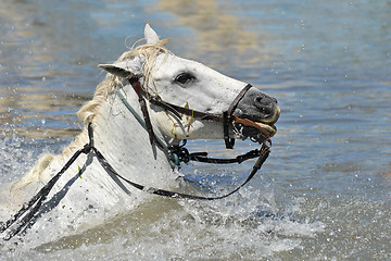 Image showing swimming Camargue horses