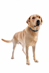 Image showing labrador retriever