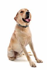 Image showing labrador retriever