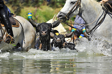 Image showing bull and horses in water