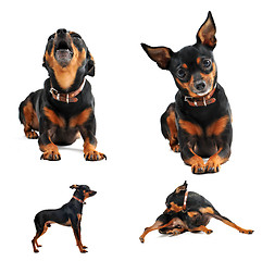 Image showing miniature pinscher