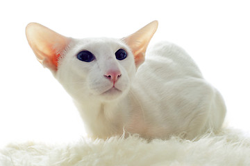 Image showing white oriental cat