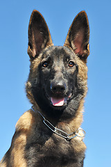 Image showing puppy malinois