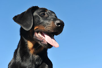 Image showing puppy beauceron