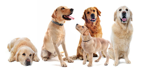 Image showing golden retriever and labrador retriever