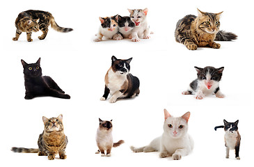 Image showing cats in studio