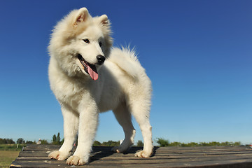 Image showing puppy samoyed dog