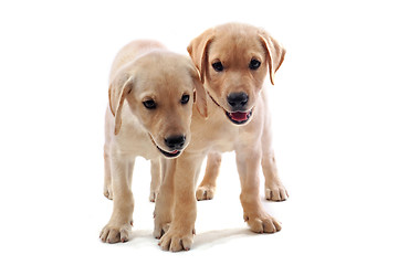 Image showing puppies labrador retriever