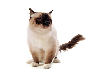 Image showing birman cat