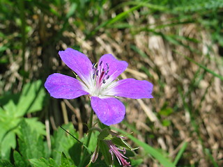 Image showing Flower, purple petals