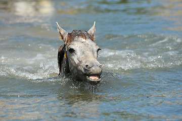 Image showing Camargue foal in the water