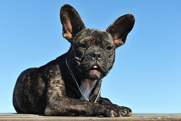 Image showing puppy french bulldog