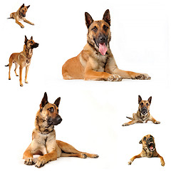 Image showing malinois