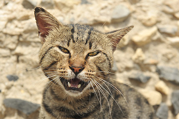 Image showing meowing cat