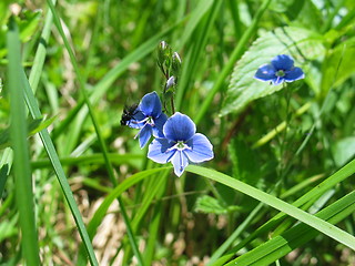 Image showing Flower and fly