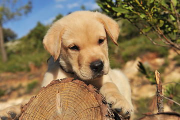 Image showing puppy labrador retriever