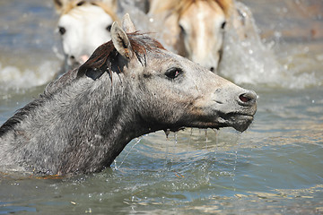 Image showing Camargue foal in the water