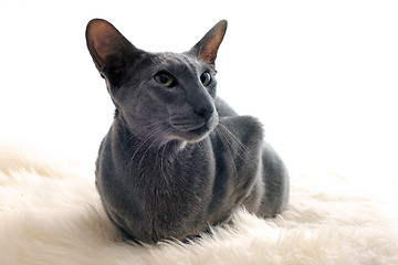 Image showing oriental cat