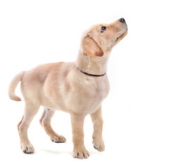 Image showing puppies labrador retriever