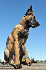 Image showing puppy malinois