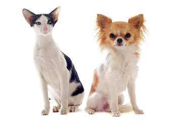 Image showing oriental cat and chihuahua