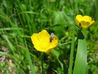 Image showing Yellow flower with fly