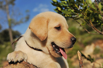 Image showing puppy labrador retriever