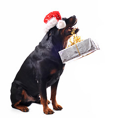 Image showing rottweiler, gift and woman