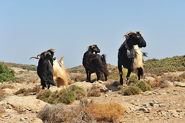 Image showing goatee and goat with bell